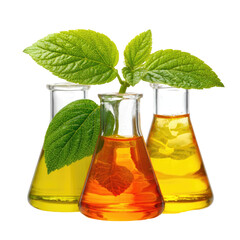 Three beakers with liquids and leaves