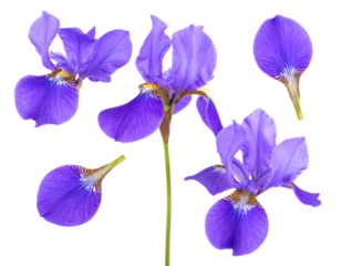 Vibrant purple flowers bloom on a delicate stem, isolated on white or transparent bac
