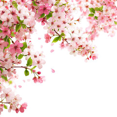 Blossoming cherry tree branches
