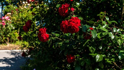 Vibrant red roses in a lush garden setting