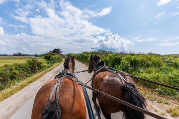 Zwei Pferde einer Kutsche während einer Kutschfahrt auf Hiddensse