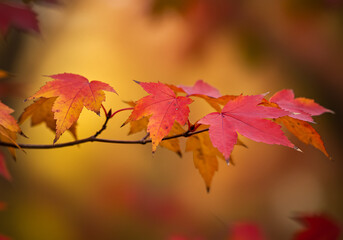 A close-up of vibrant red and orange maple leaves on a branch during the autumn season.


