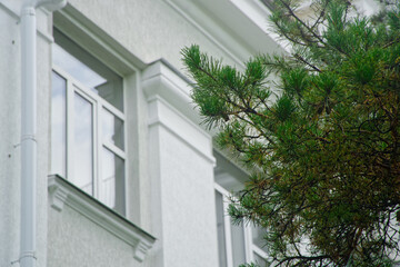 Evergreen conifer bough by windows and cornice of an old urban house, symbol of city ecology,...