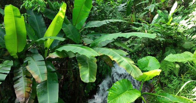 Aerial footage of beautiful tropical fores landscape in summer
