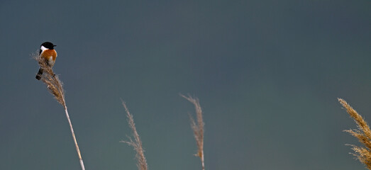 Schwarzkehlchen -Männchen // European stonechat - male (Saxicola rubicola)