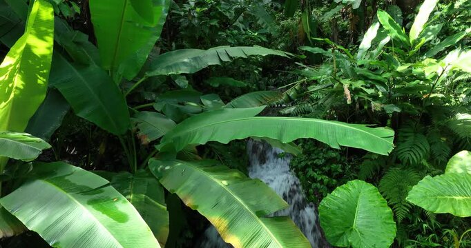 Aerial footage of beautiful tropical fores landscape in summer