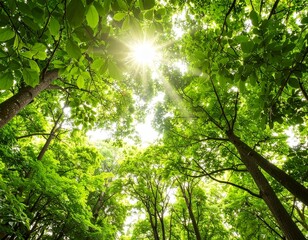 Fototapeta premium Lush Forest Canopy