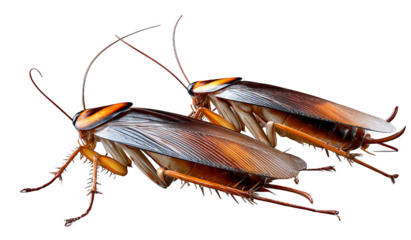 Close-up shot displaying two cockroaches with visible anatomical features like antennae and wings.