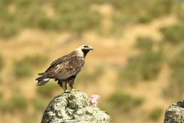 aguila imperial en la montaña