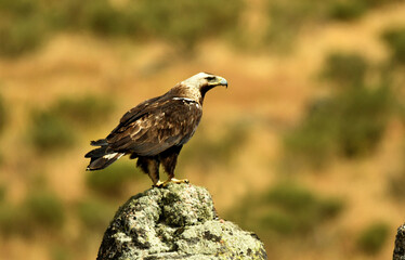 aguila imperial en la montaña