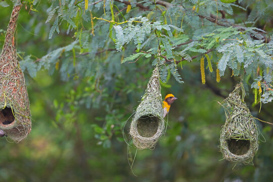 Baya weaver bird building nest on tree branch