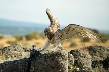 aguila cuelbrera en el campo