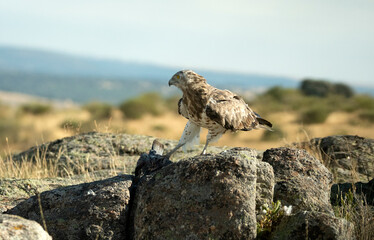 aguila cuelbrera en el campo