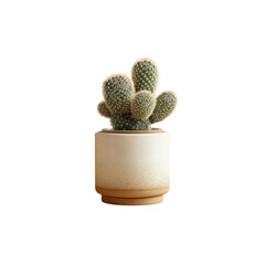 Small Cactus in a Modern Ceramic Pot © Neruveva