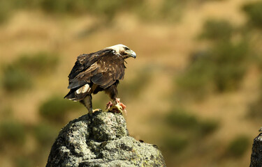 aguila imperial en la montaña