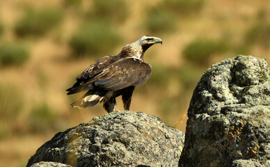 aguila imperial en la montaña