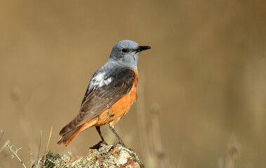 roquero rojo en primavera