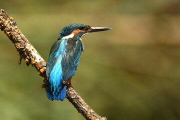 martin pescador en el rio
