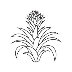 black and white outline illustration of a pineapple plant with detailed spiky leaves and fruit for botanical and design use 