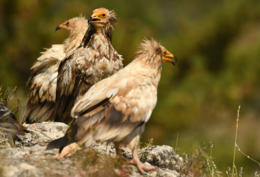 alimoche en tierras sorianas