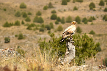 alimoche en tierras sorianas