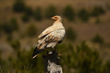 Fototapeta premium alimoche en tierras sorianas