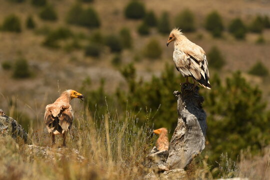 alimoche en tierras sorianas