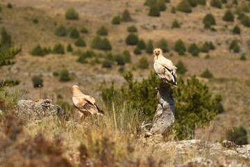alimoche en tierras sorianas