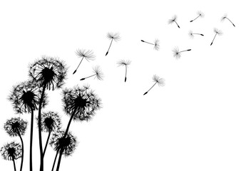 Abstract dandelion seed heads blowing in the wind