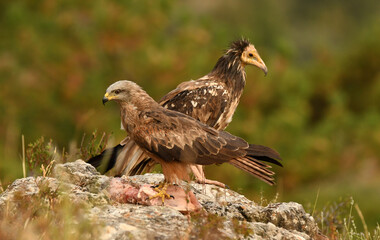 alimoche en tierras sorianas