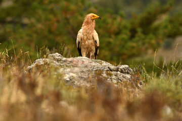 alimoche en tierras sorianas