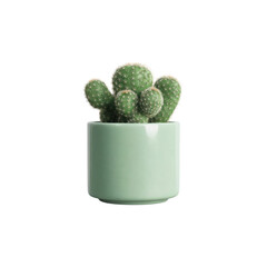 Small Cactus in a Mint Green Ceramic Pot