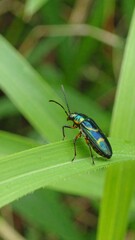 Naklejka premium Colorful beetle on leaf