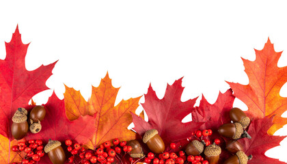 Colorful maple leaves on a white background