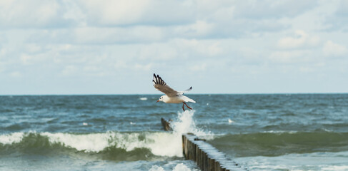 A seagull flies gracefully above crashing waves at the shoreline, while a wooden pier stretches out into the sea, set against a backdrop of clouds.