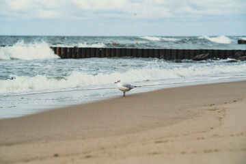 Waves crash against a long wooden jetty extending into the ocean under a sky filled with clouds....