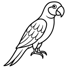 parrot line art vector