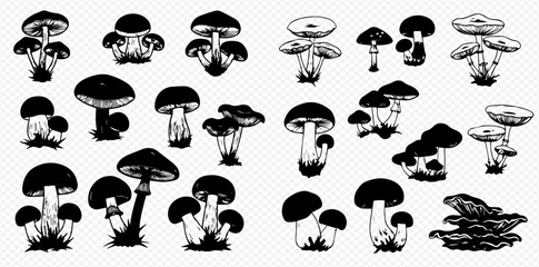 Fototapeta premium A diverse collection of hand-drawn black and white mushroom illustrations, showcasing various fungi types and clusters.