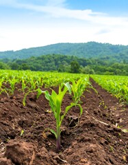 Corn seedlings in a field