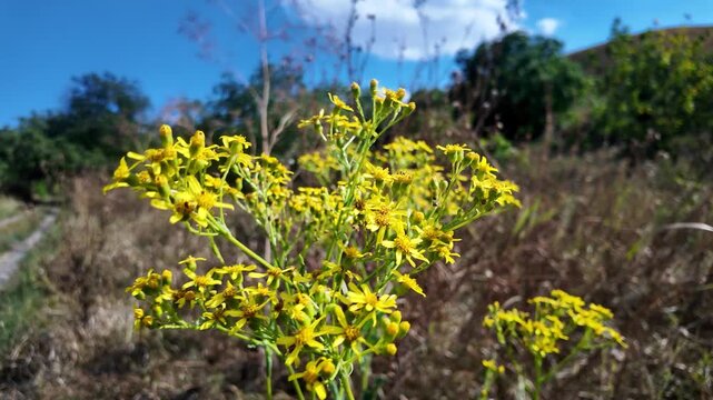 Bright yellow wildflowers bloom in an open field on a sunny day in late summer
