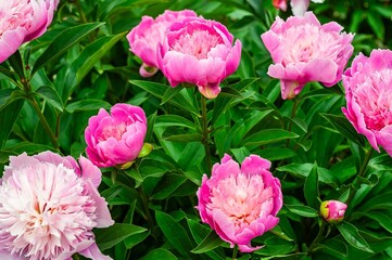 Obraz premium Beautiful pink peonies showcasing delicate petals and vibrant green leaves.