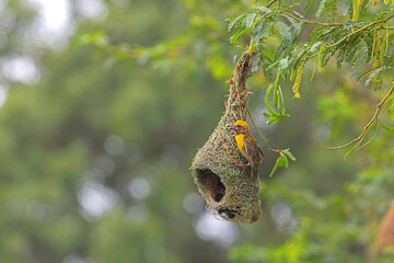 Baya weaver bird building nest on tree branch	
