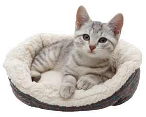 Cat pet kitten animal comfort bed cozy soft fur adorable domestic resting cute relaxation home fluffy young mammal sleep content peaceful happy warmth shelter sweet innocent playful indoor