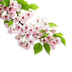 Obraz premium Delicate spring blossoms (2)