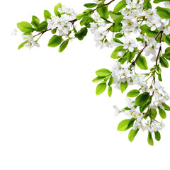 Fototapeta premium Spring blossoms on branch