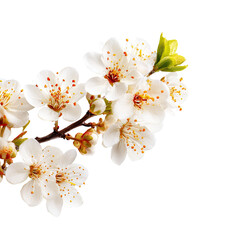 Obraz premium Close-up of delicate white blossoms