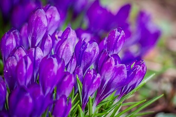 A sea of purple crocus flowers announces the arrival of spring with fresh and vibrant color.