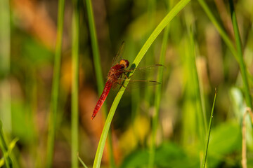 Scarlet dragonfly