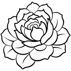 Peony art vector