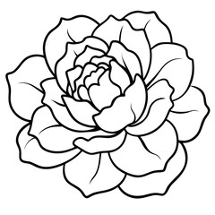 Peony art vector